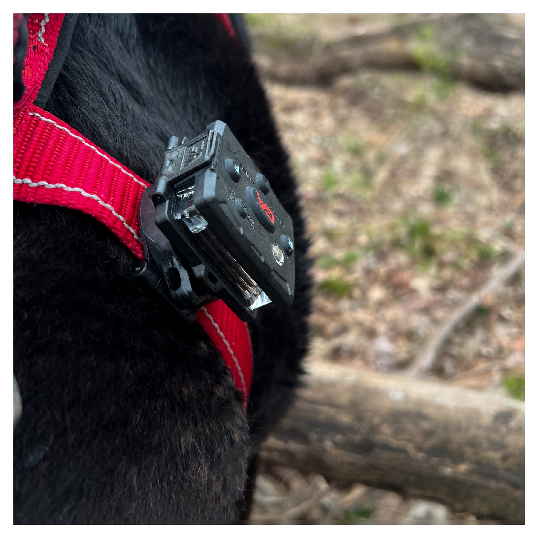 Fixation harnais pour chien (K9)