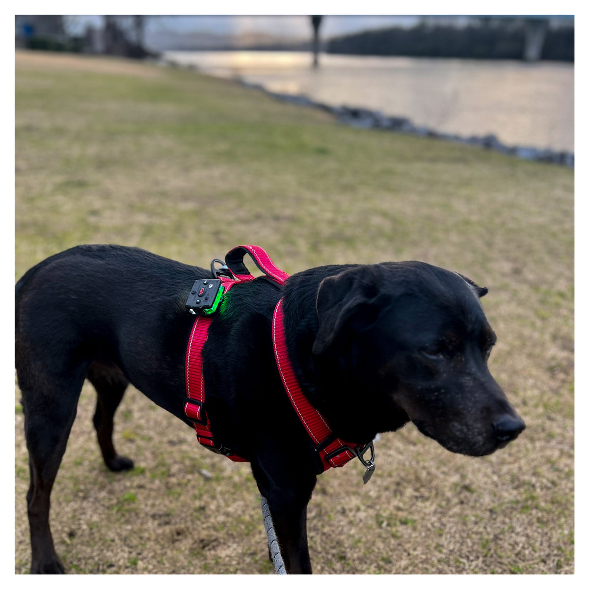 Fixation harnais pour chien (K9)